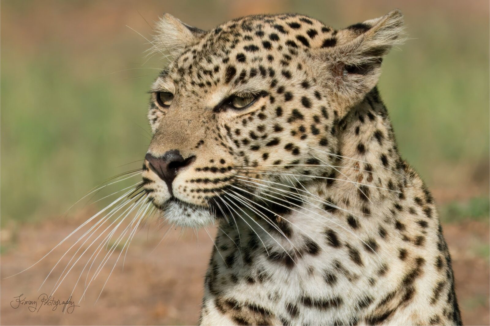Featured wildlife photograph